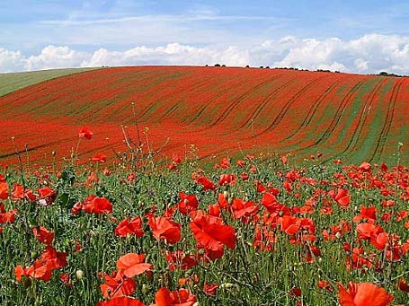 poppies