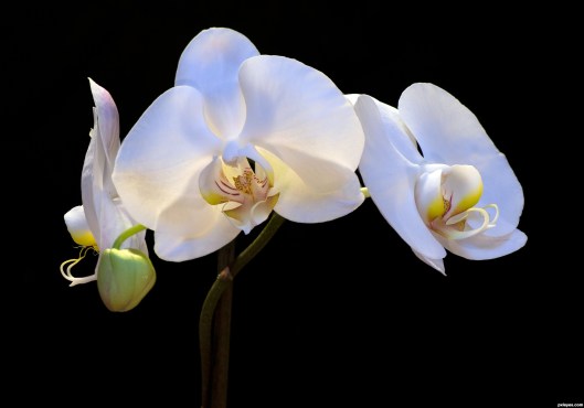 White-Orchid