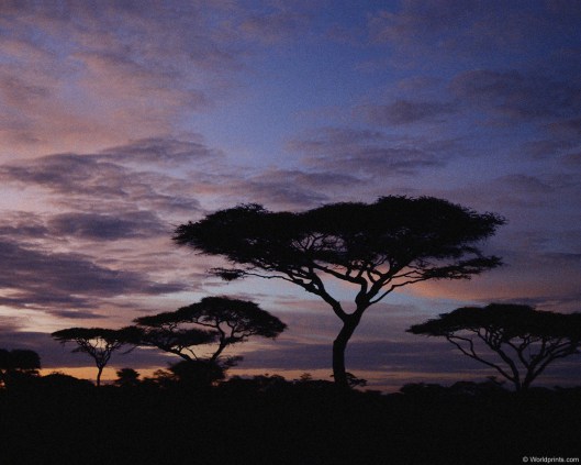 acacia_flowers_1280x1024_wallpaper