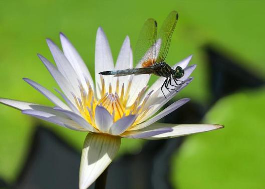dragonfly-and-the-water-lily-sabrina-ryan
