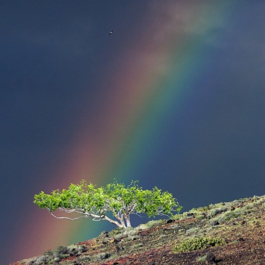 Over-lonely-fig-tree