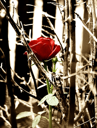 Red_Rose_Amung_Thorns_by_lina123450