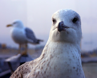 857931_pescarus2azi5