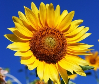 35_big - floarea-soarelui 1