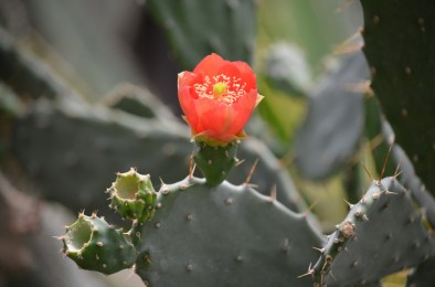 cactus-inflorit-01