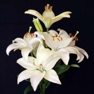 crin3- causul palmelor