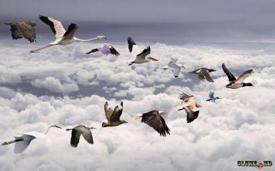 pasari deasupra norilor