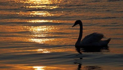 02Rasarit-soare-lebada-reflex