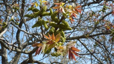 flori-de-nuc_3a31711587443a