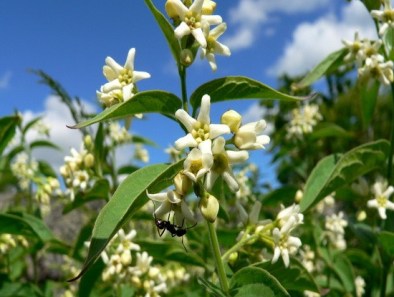 Iarba fiarelor 3-550x415