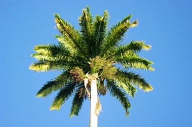 Le palmier royal