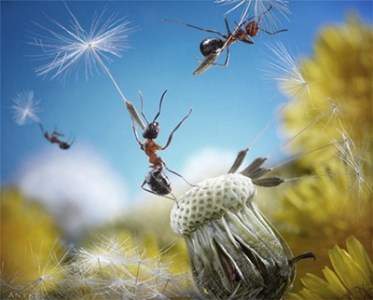 macrofotografii-cu-furnici-23