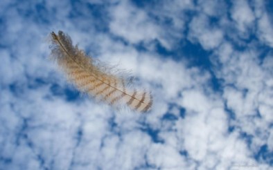 fulg-de-pasare-poze_1920x1200