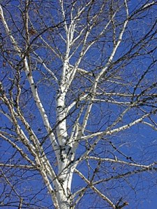 white-birch