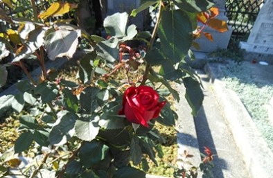 28-trandafir la mormant