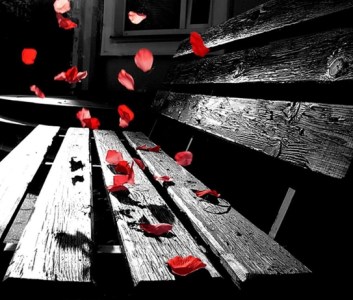 fhfd-petale rosii banca neagra