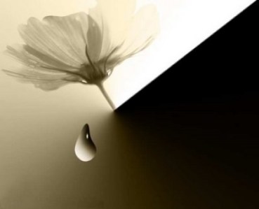 o-floare-pe-o-lacrima_6088318706fe72