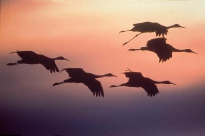 sandhill_cranes_flying_med