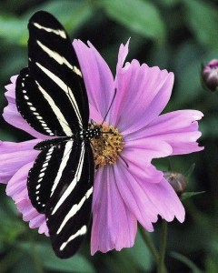 10352982_556147727828290_12846432878254233_n-fluture pe floare 1