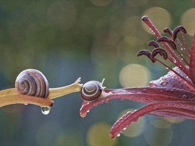 Fotografii-melci-Vyacheslav-Mishchenko01(1)