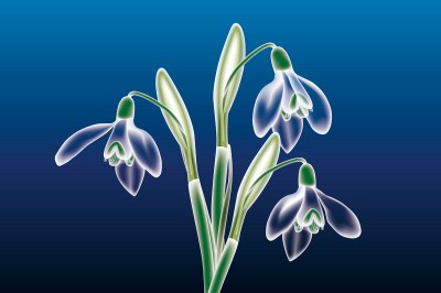 ghiocei-grafica-vectoriala