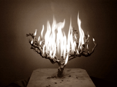burning-bush