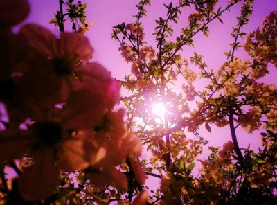 ciresul-meu_14ff369674de32