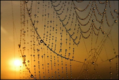 panza-de-paianjen-14_c167610c278064