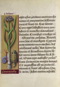 pagina_de_manuscris_decorata_cu_plante_si_animale