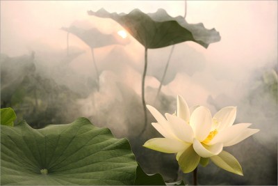 galerie-foto-poze-cu-flori-exotice-lotus