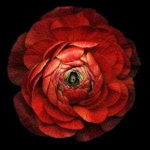 okeanos - preluat Poiematike