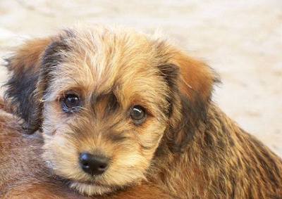 20608_1175296869162738_5413917658201564976_n