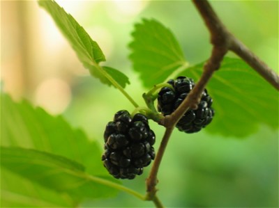 mulberry-plant