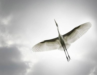 tumblr_m32z4uSbg01qa944oo1_1280-cocor