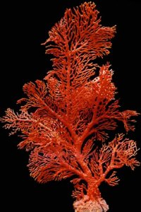 spongy_red_coral