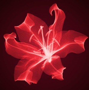 x-rayed-flowers5