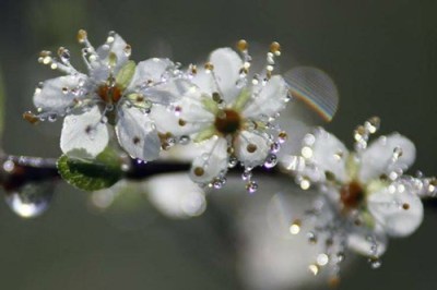 10492000_678005008950121_1271189165050190276_n