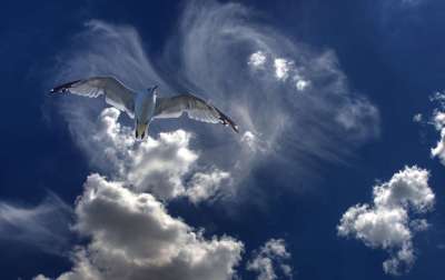 a-fi-sau-a-nu-fi-un-pescarus-jonathan_9026705424296a