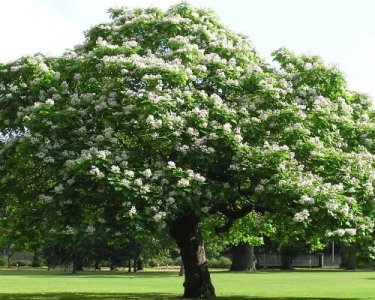catalpa_arbore_foios_decorativ_gradina_arbore_florifer_Catalpa_bignonioides_3