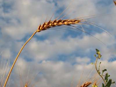 spic-de-grau_44f49914ce218b