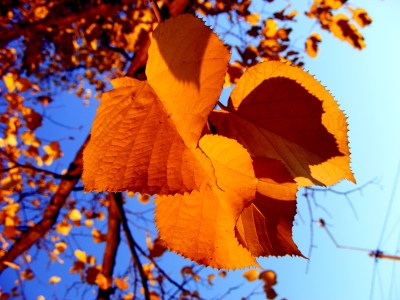 ws_Autumn_leaves_1600x1200