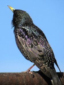 81e43e5e9484b950eafdc6cf6302a63b