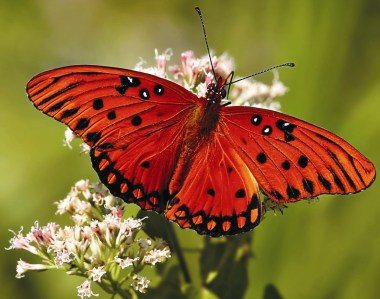 wallpaper_insecte_fluture-rosu